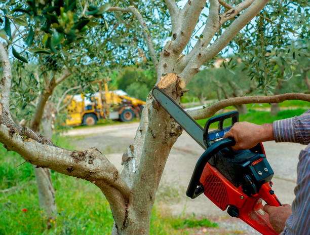 Best Stump Grinding Near Me  in Carbondale, IL